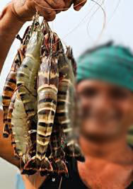 Brazilian Prawns